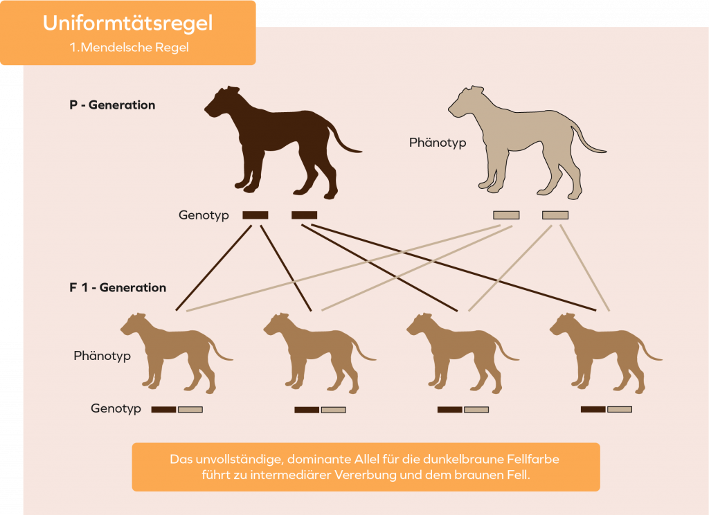 Hunde Genetik