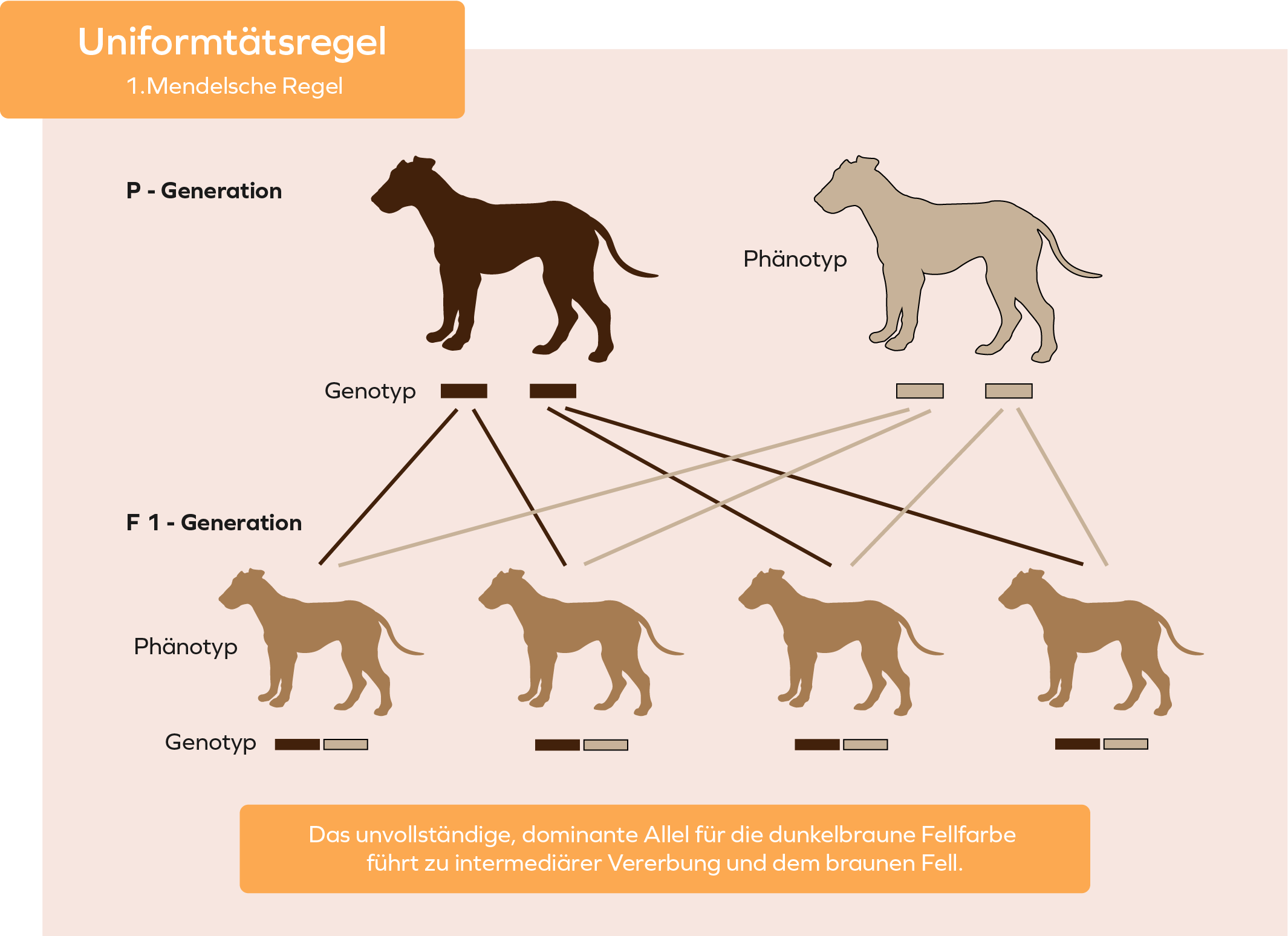 Hunde Genetik