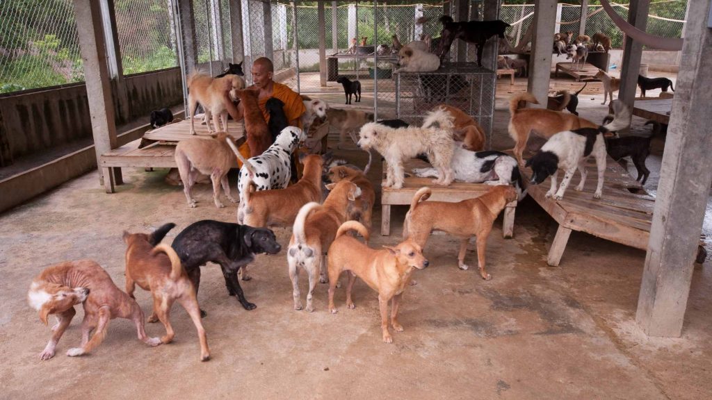 Grundlagen der Hundezucht