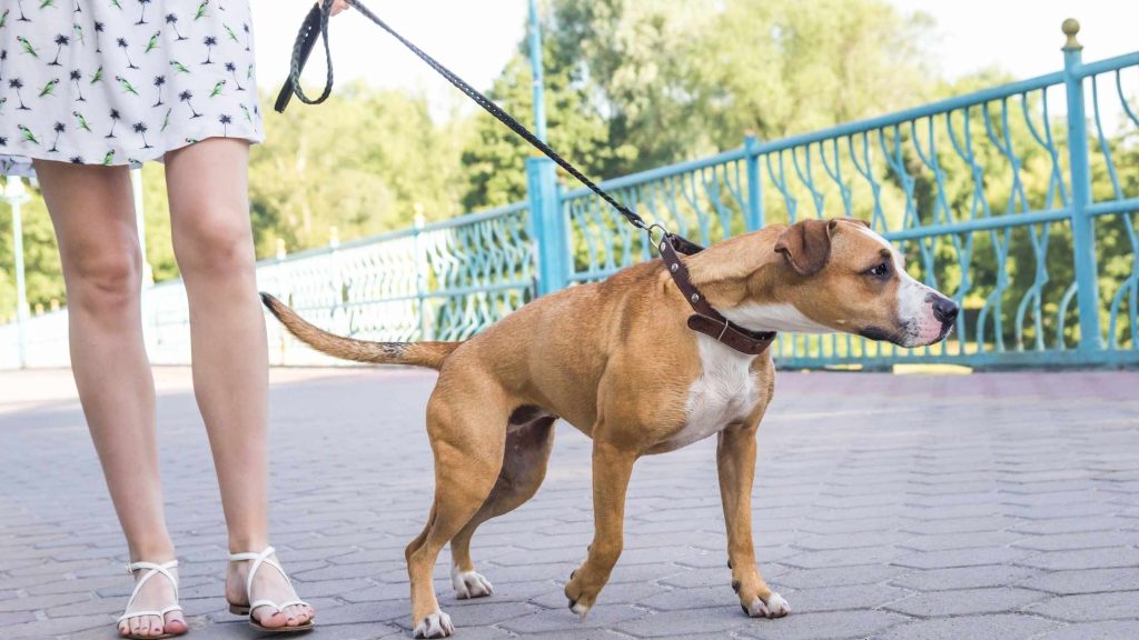 Leinenführung beim Hund