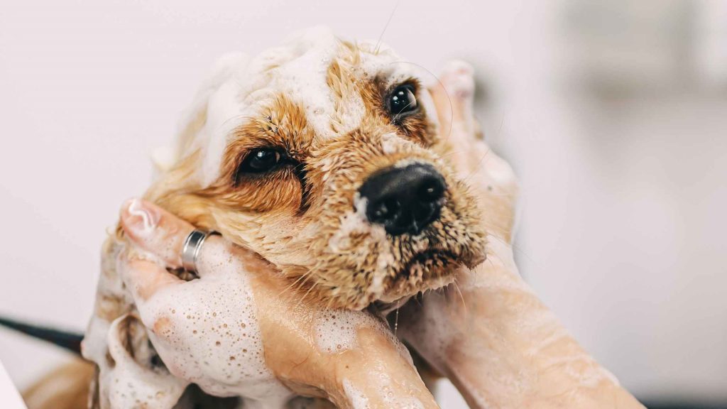 Hygiene beim Hund