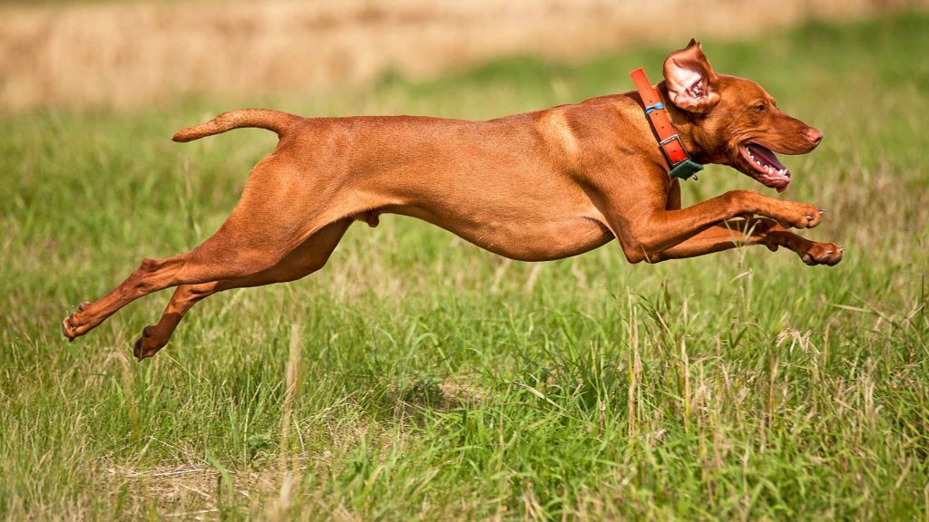 Jagdtrieb beim Hund