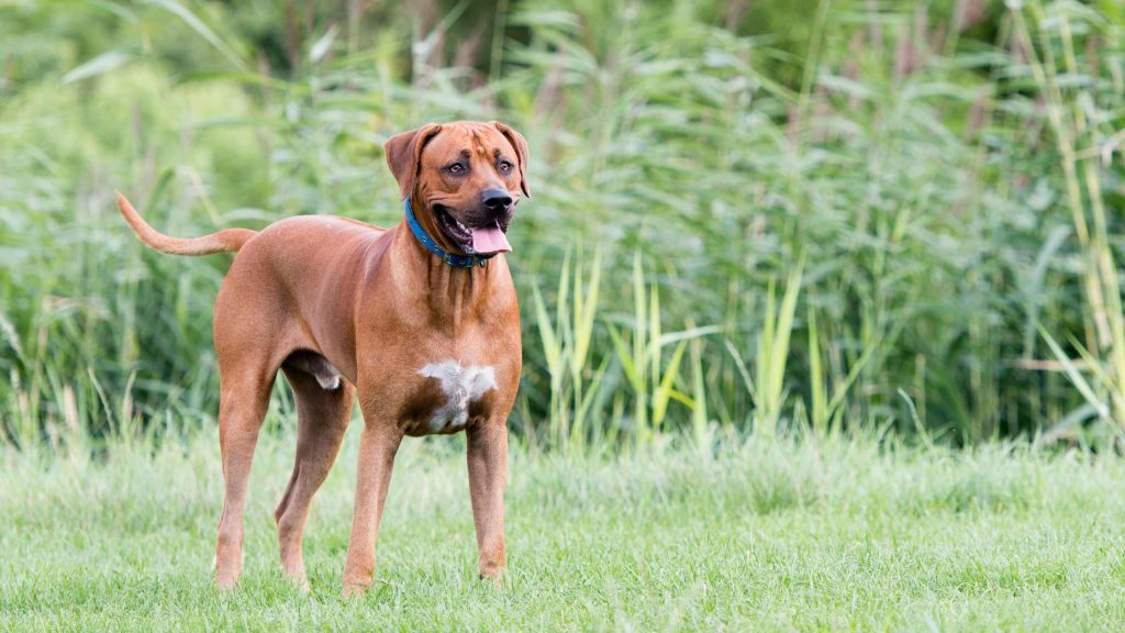 Verhaltensbiologie für Hundetrainer