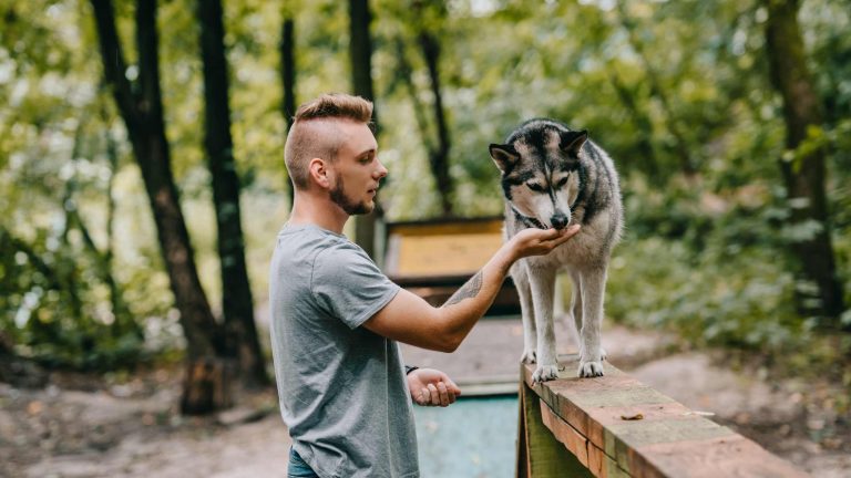Hundetrainer werden