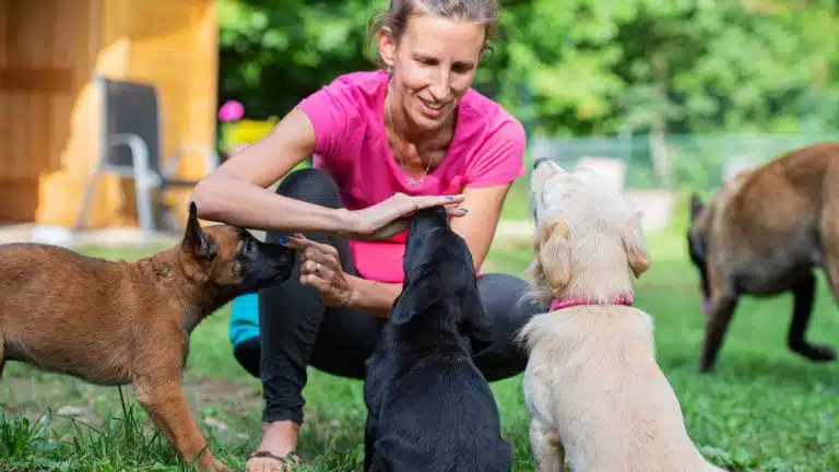 Hundeverhaltensberater Ausbildung