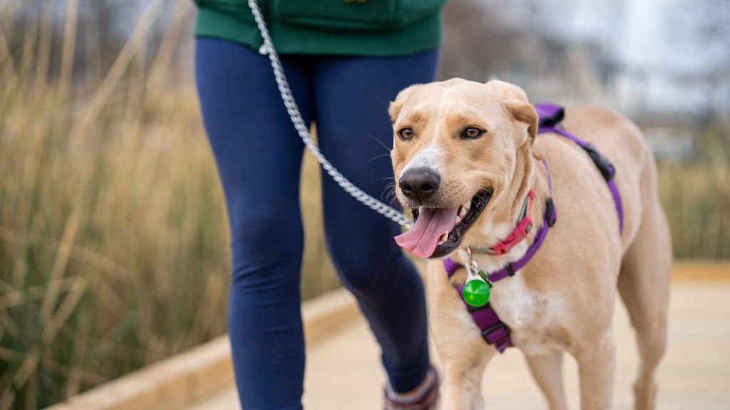 Tierhalterhaftung Hund