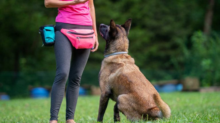 Tierschutzgesetz Hund