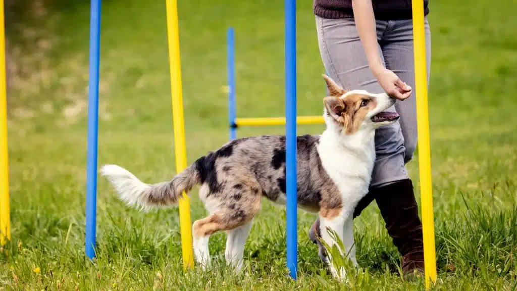 Begleithundeprüfung Hundesport