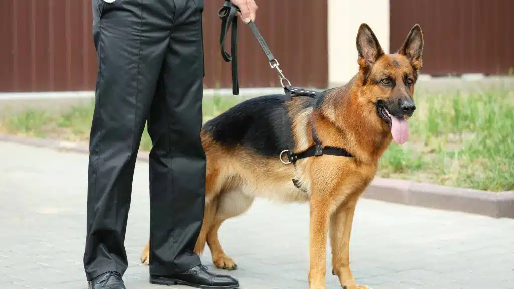 Gebrauchshundeprüfung Schutzhund