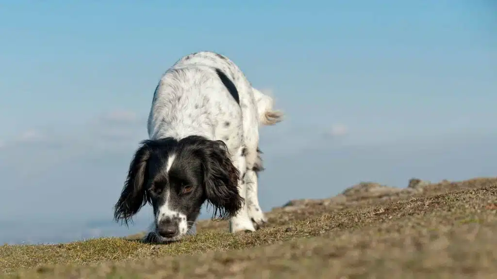 Spürhund