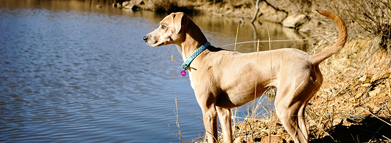 Das Jagdverhalten beim Hund