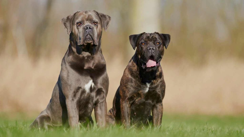 Cane Corso