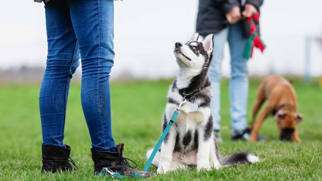 Sachkundeprüfung Hund Berlin
